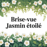Jasmin étoilé brise-vue feuillage et fleurs blanches luxuriantes