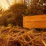 miscanthus inconvénient paillage et jeunes plants