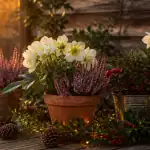 plante de noel exterieur en pot